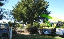 Landscaping Solutions Tree Management Services Kwikfynd